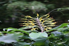 Hedychium gardnerianum
